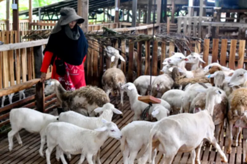 Dari bilik bedah ke ladang ternakan: Dr Saedah cari ketenangan baharu