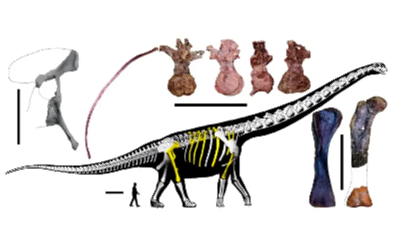 Dinosaur terbesar Asia Tenggara dikenal pasti di Thailand