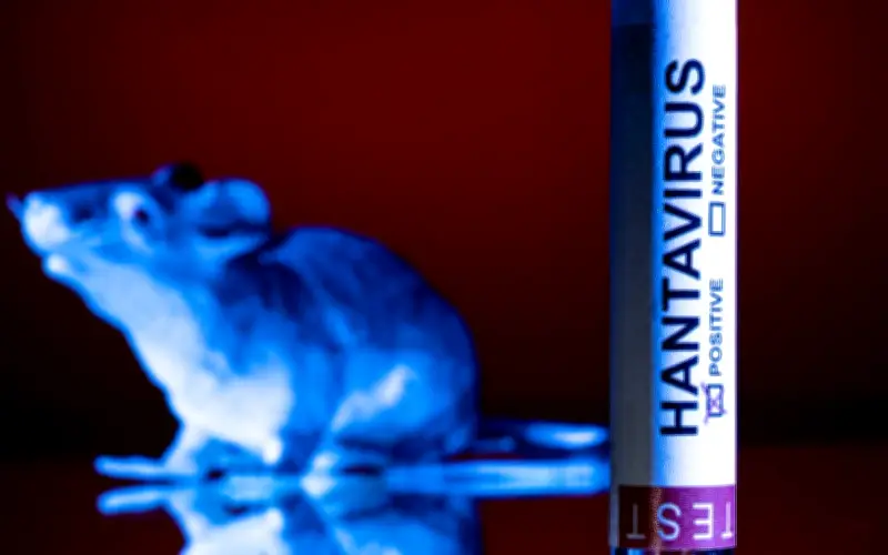 Hantavirus: Apa yang Anda Perlu Tahu Selepas Wabak Terkini