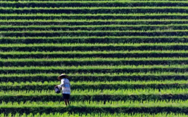 Harga beras Asia melonjak 20% pada Mei, ancaman perang dan cuaca