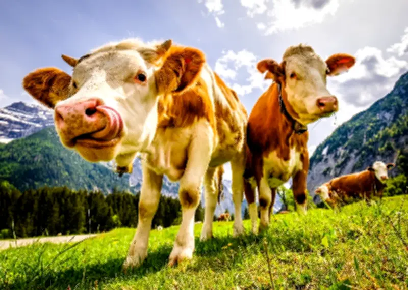 Kebimbangan keselamatan meningkat di Austria selepas pejalan kaki dibunuh lembu