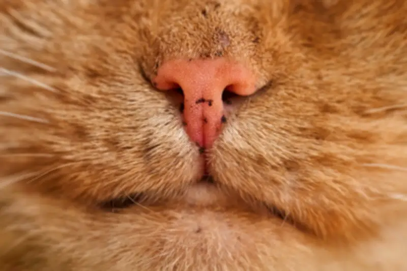 Kenapa kucing tiba-tiba berhenti makan makanan yang sama? Kajian Jepun kaitkan dengan bau