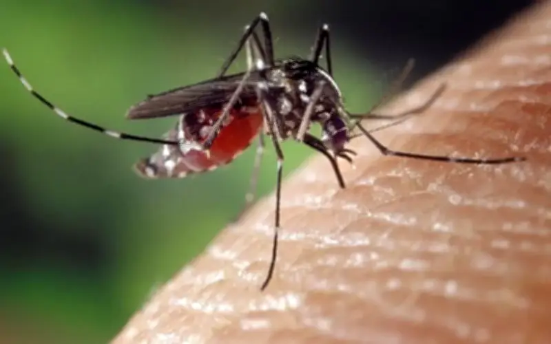 Kes Denggi di Putrajaya Turun 36.2%, Wolbachia Faktor Utama
