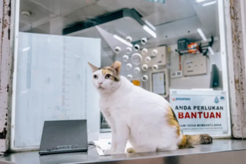 Kucing 'Chonky' Rapid KL jadi 'kakitangan tidak rasmi' stesen LRT