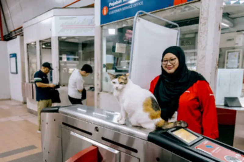 Kucing Stesen Rapid KL: Kenit, Adik, Lembu, Cantik Jadi 'Maneki-Neko' Tempatan