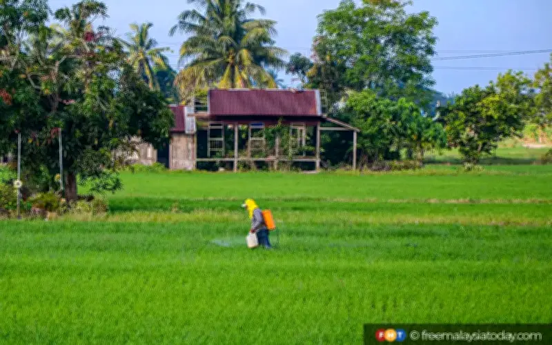 Lebih 20,000 Pesawah Perak Terima Wang Pendahuluan IPKP