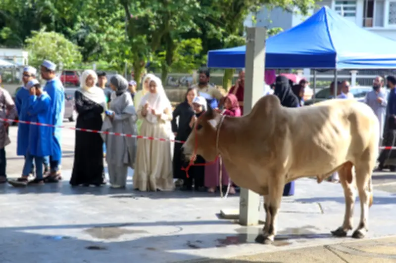 Lebih 27,000 Lembu Thailand Diimport untuk Aidiladha, Melepasi Kuarantin Ketat