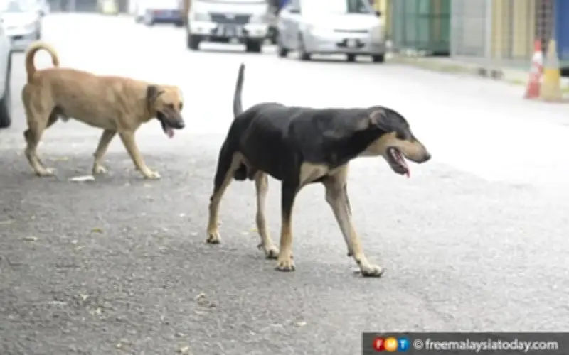 Lelaki Bintulu jadi mangsa rabies ke-4 Sarawak tahun 2026