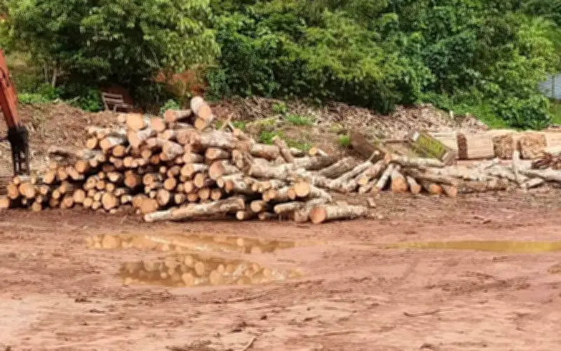 Lelaki Ditahan, Kayu Balak Lebih RM4 Juta Disita di Kedah
