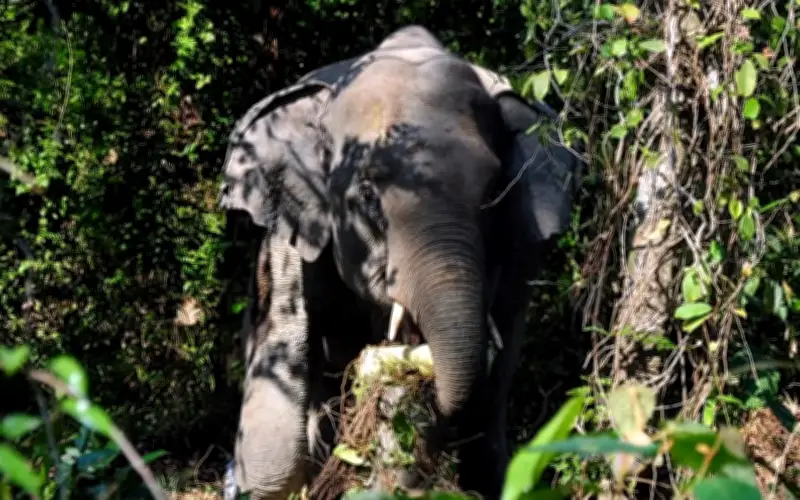 Lelaki maut dipercayai diserang gajah liar di Gua Musang
