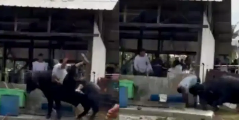 Lelaki maut ditanduk kerbau liar di Johor, video serangan tular