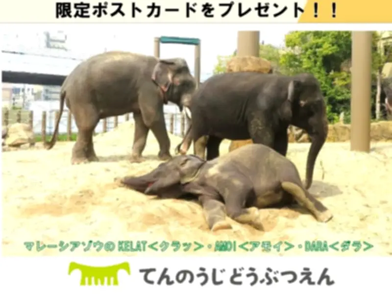 Majlis Taiping nafi salah laku dalam pemindahan tiga gajah ke Jepun
