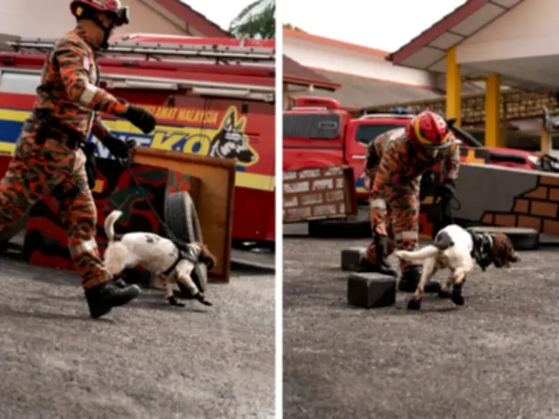 Malaysia mahu jadi hab pembiakan anjing pengesan K9 di ASEAN