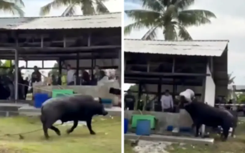 Maut dan patah rusuk ditanduk kerbau korban di Ulu Tiram