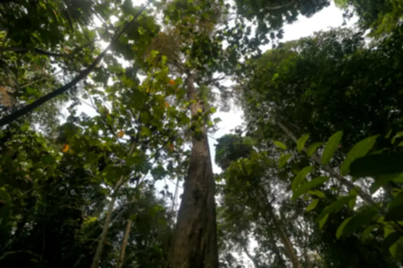 Pahang wartakan 524 hektar hutan di Bera sebagai Hutan Simpan Kekal