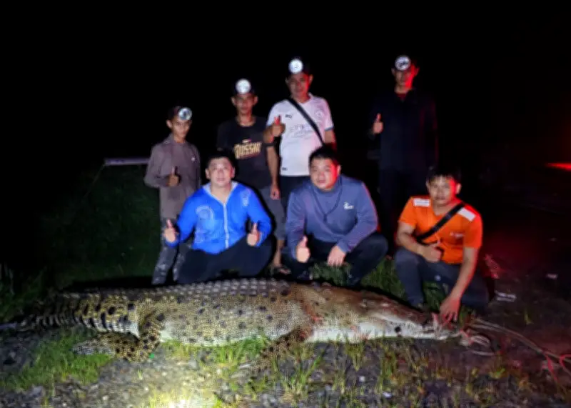 Pasukan Tangkap Buaya Sibu Berjaya Tangkap Buaya Jantan Hampir 4 Meter