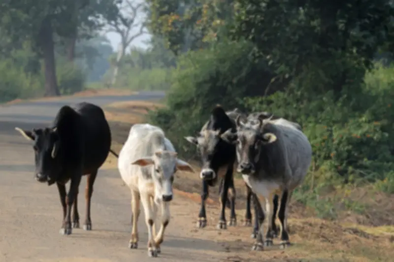 Pemanduan Malam di Gua Musang Berisiko: Kemalangan Lembu Liar Terus Meningkat