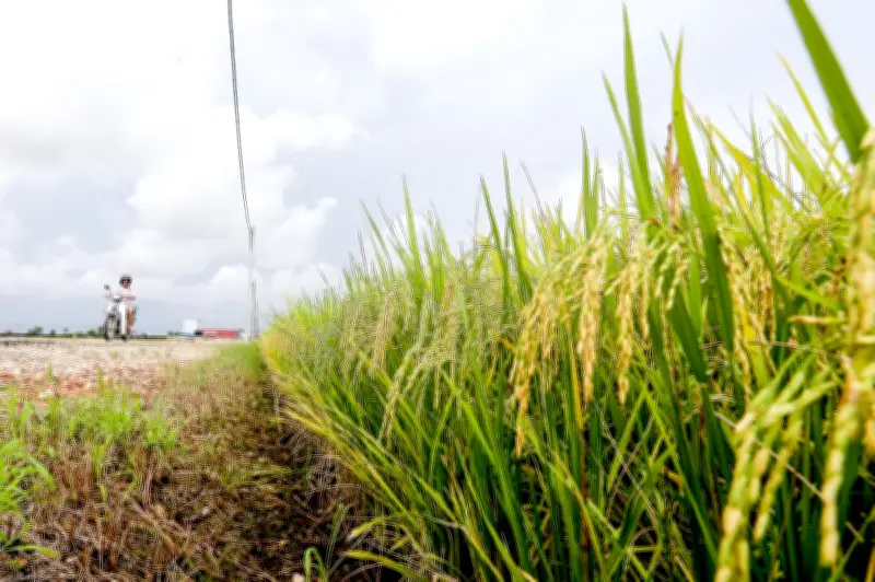 Pemeriksaan mengejut Kementerian Pertanian dedah petani tua sewa tanah kepada warga asing