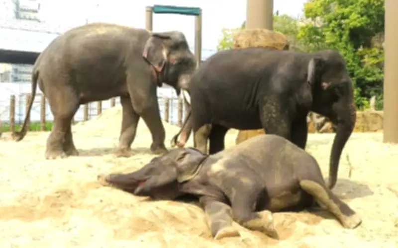 Pemulangan Gajah dari Jepun Perlukan Bukti Jelas, Kata Majlis Taiping