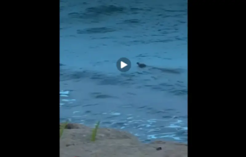 Pencarian Buaya di Sentosa Cove Hentikan Aktiviti Air di Pantai