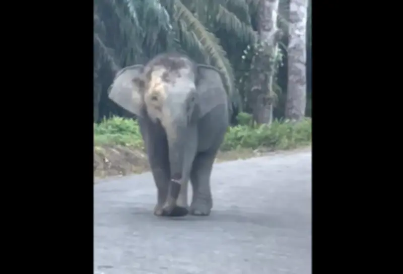 Pencarian Gajah Kalabakan Terus Dijalankan, Siasatan Kecacatan Belum Selesai