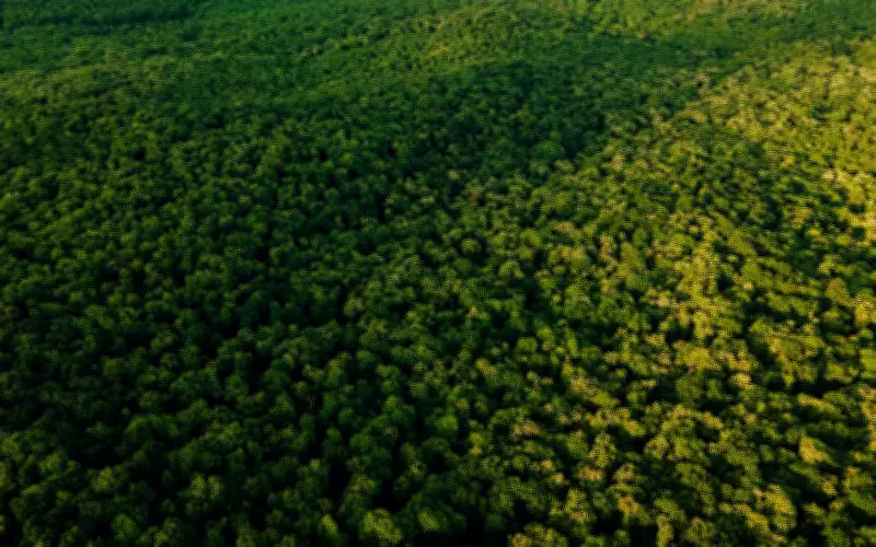 Penebangan hutan Amazon Brazil jatuh ke paras terendah sejak 2019