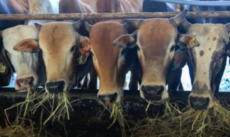 Penternak Kelantan digesa hentikan lepaskan lembu berkeliaran
