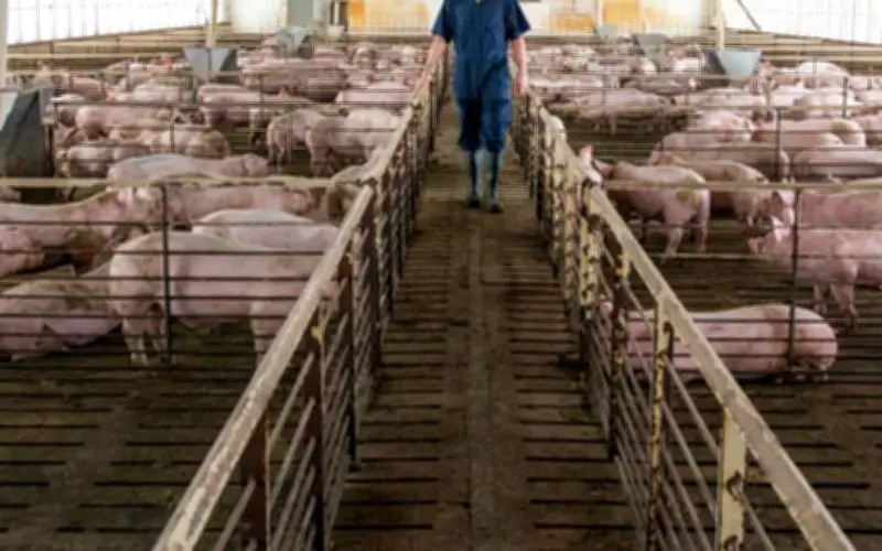 Penternakan Babi Hanya Di Kawasan Baharu Jauh Dari Penempatan