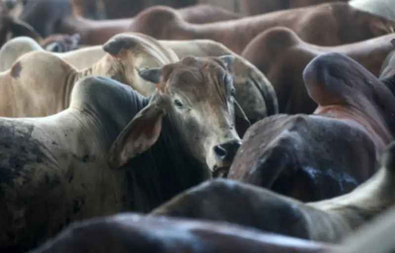 Penunggang motosikal maut selepas langgar lembu di Tapah