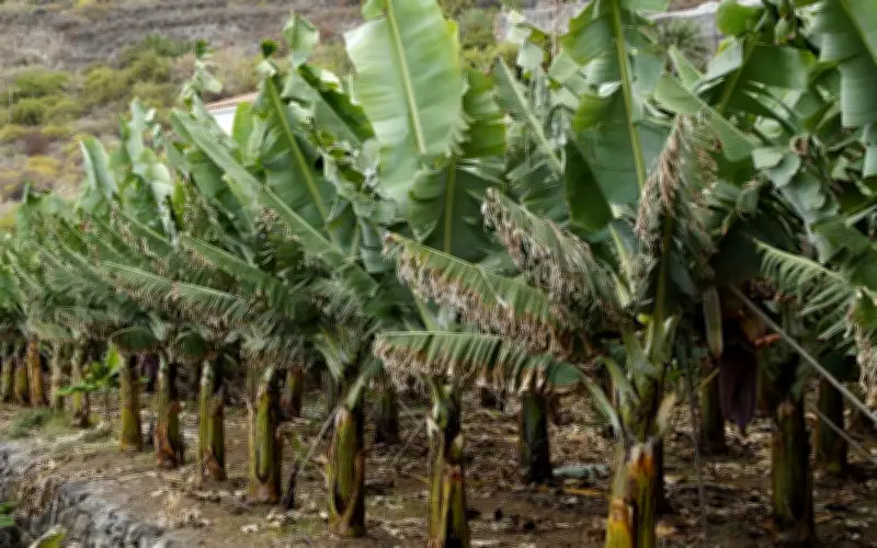 Penyakit TR4 Ancam Ladang Pisang Seluruh Dunia, Saintis Beri Amaran