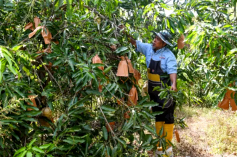 Pesara jadikan tanah terbiar ladang Harumanis di Bachok