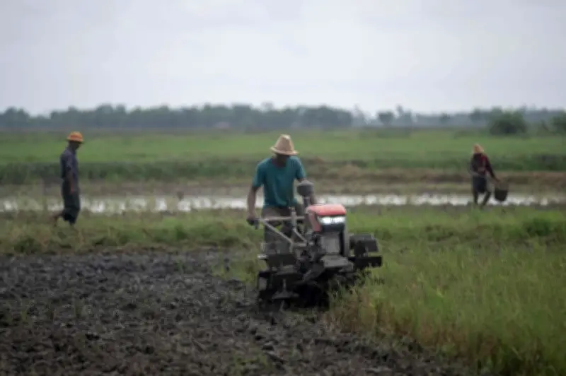 Petani padi Myanmar merana akibat harga baja melambung dan kekurangan bahan api