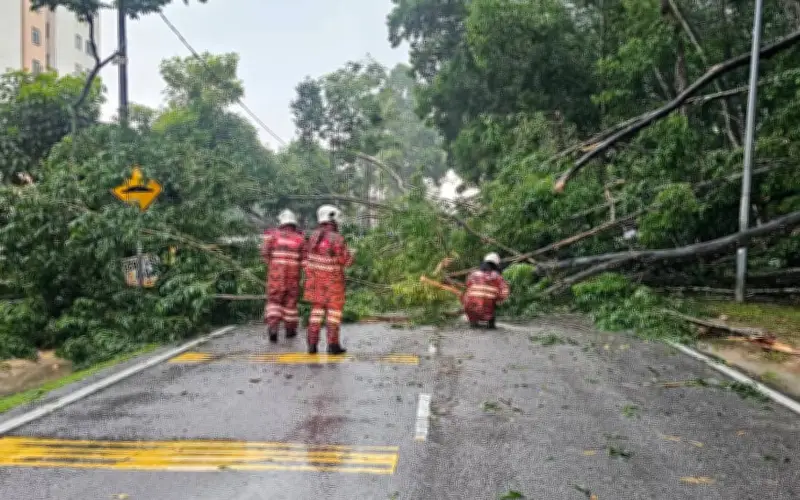 Pihak berkuasa tempatan perlu hentikan layanan terhadap pokok sebagai barang buangan