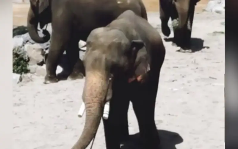 Program gajah ke zoo Jepun bukan komersial, tegas majlis