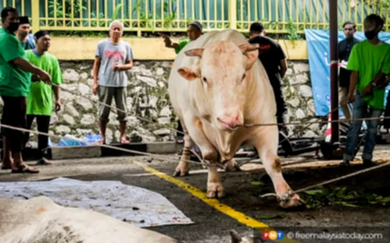 Raya Korban Kurang Glamor: Renungan Tentang Pengorbanan dan Kehidupan