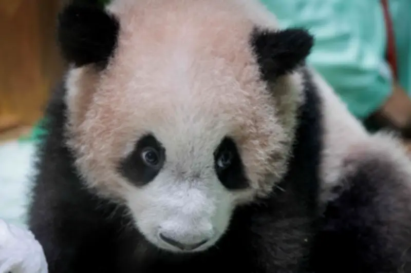 Rio, Panda Gergasi Pertama Indonesia, Sedia Buat Debut Awam