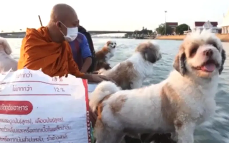 Ritual harian sami dan anjing di Sungai Chao Phraya jadi tumpuan
