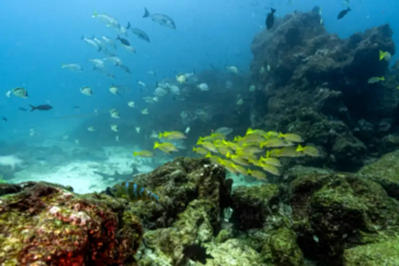 Sotong baharu sebesar bola golf ditemui 1,800m bawah laut Galapagos
