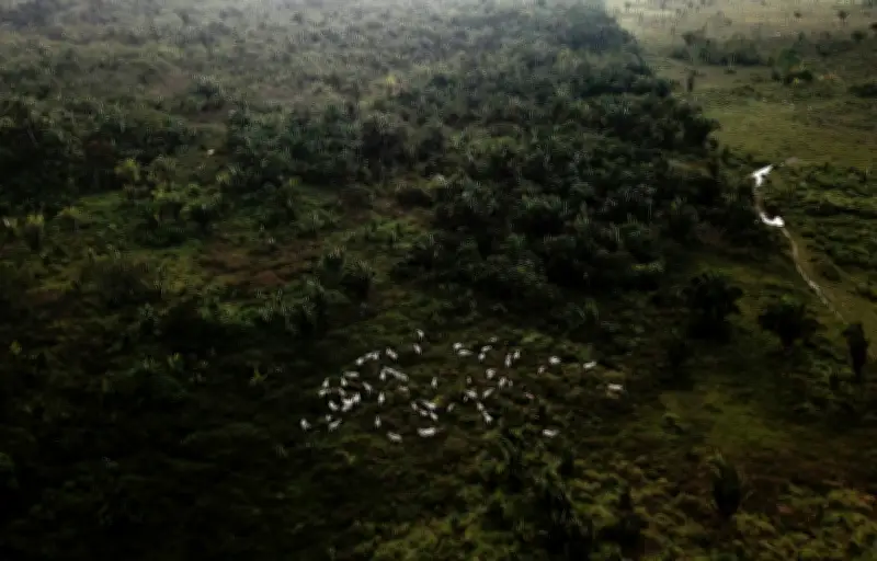 Tabiat pengguna China yang berubah mungkin lindungi Hutan Amazon