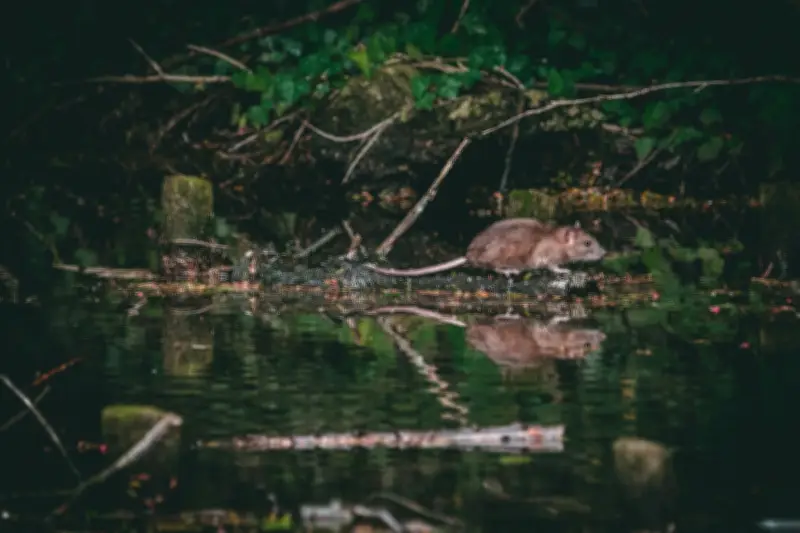 Taman Eko Rimba Ulu Bendul Ditutup Susulan Kes Disyaki Leptospirosis