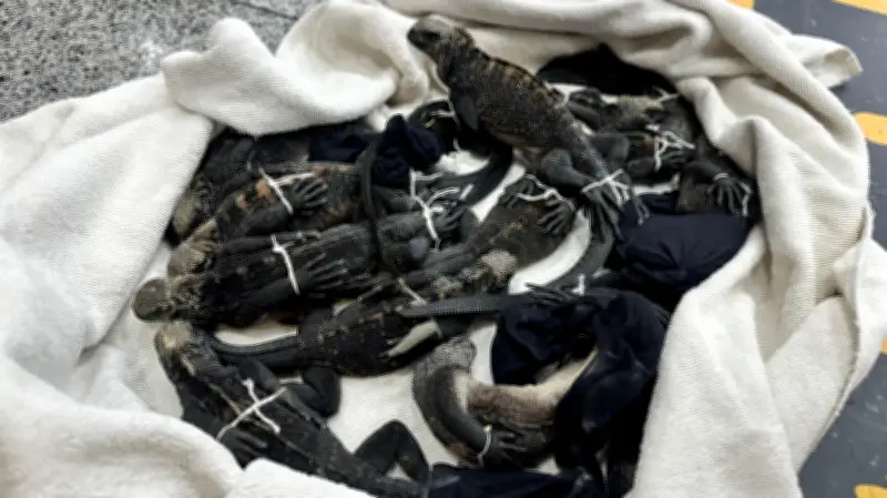 Tiga warga Thailand ditahan di Ecuador bawa iguana Galapagos secara haram