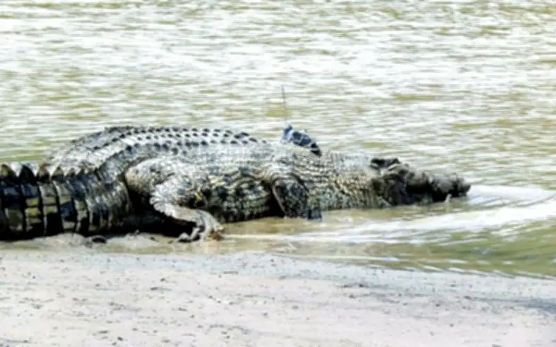 Warga emas cedera diserang buaya ketika jala udang di Sg Linggi