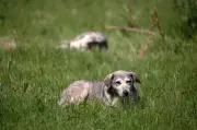 Anjing dituduh picu tembakan senapang patah di Nebraska, cedera wanita