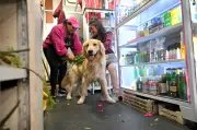 Anjing gelisah? Di Ecuador, penyembuh tradisional tawarkan pembersihan chakra untuk haiwan peliharaan