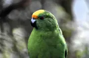 Burung Kakaktua Karaka: Pasangan Super Baka Hasilkan 55 Anak, Selamatkan Spesies