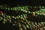 Cuaca Buruk Musnahkan Tanaman Mangga Alphonso India, Industri Rugi AS$2.3 Bilion