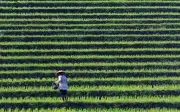 Harga beras Asia melonjak 20% pada Mei akibat perang dan cuaca