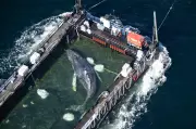 Ikan paus 'Timmy' yang diselamatkan dengan kos RM6.89 juta ditemui mati di perairan Denmark