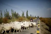 Iklan gembala kambing viral dedah budaya kerja kejam China