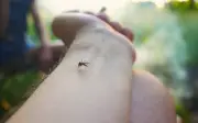 Kenapa sesetengah orang jadi magnet nyamuk?